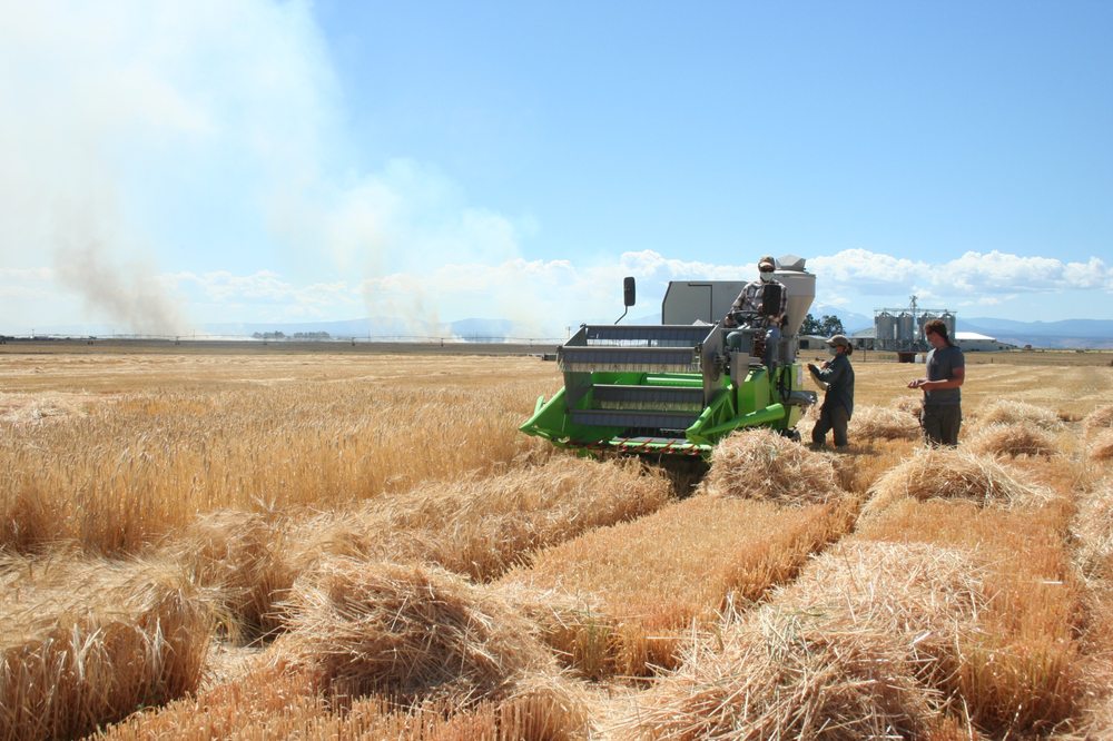 Mecca Grade Estate Malt