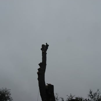 S&P Tree Surgery - Tree Services Near Me - Westlake Village, California S&P Tree Surgery - Tree Services Near Me - Westlake Village, California