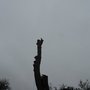 Photo of S&P Tree Surgery