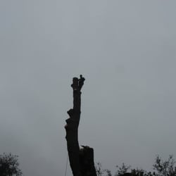 S&P Tree Surgery