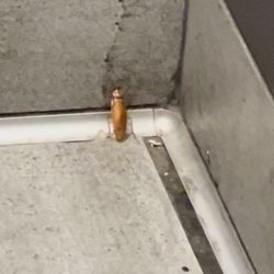 McDonald's - Roach