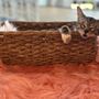 Photo of Cat Cafe Maui