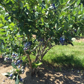 Butternut Farm - Blueberry tree - Pick Your Own Farms Near Me - Farmington, New Hampshire