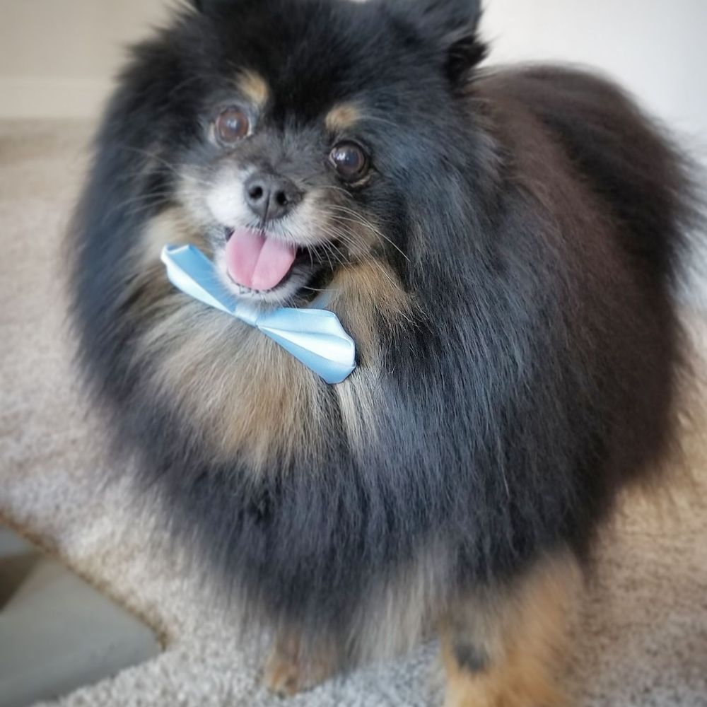 Pawsitive Karma - Tobey after his Spaw Day at Pawsitive Karma - Pet Stores Near Me - Castro Valley, California