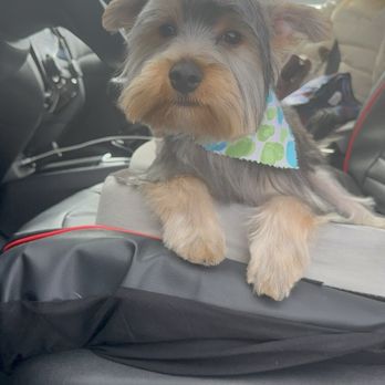 A Dog Wash - Yorkie - Pet Groomers Near Me - Buena Park, California