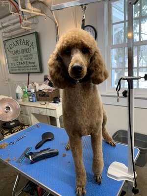 MARY’S DOG GROOMING STUDIO - 19 Photos - Pet Groomers - Morristown, NJ - Phone Number - Yelp