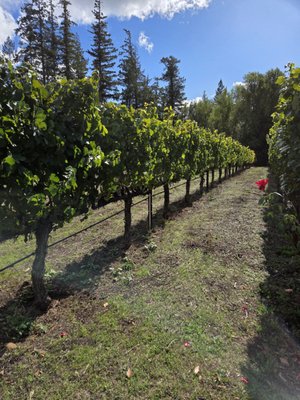 Toulouse Vineyards & Winery by null