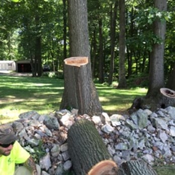 T&N Tree Naturalists - Tree Services Near Me - Reading, Pennsylvania T&N Tree Naturalists - Tree Services Near Me - Reading, Pennsylvania