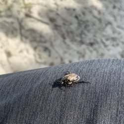 Piney Point Lighthouse Museum & Historic Park - Beetle