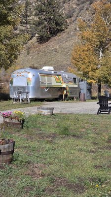 The Shaggy Sheep by null