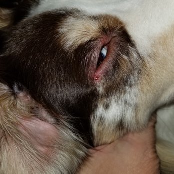Dogs R US - Pet Groomers Near Me - Mary Esther, Florida