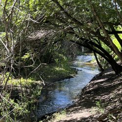 Miwok Park - Stream
