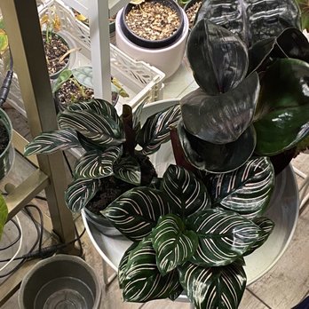 buy snake plant online Buy Sansevieria Trifasciata Dwarf