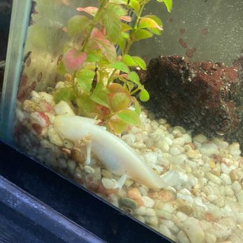 Carol's Critters - Pet Stores Near Me - Tallahassee, Florida