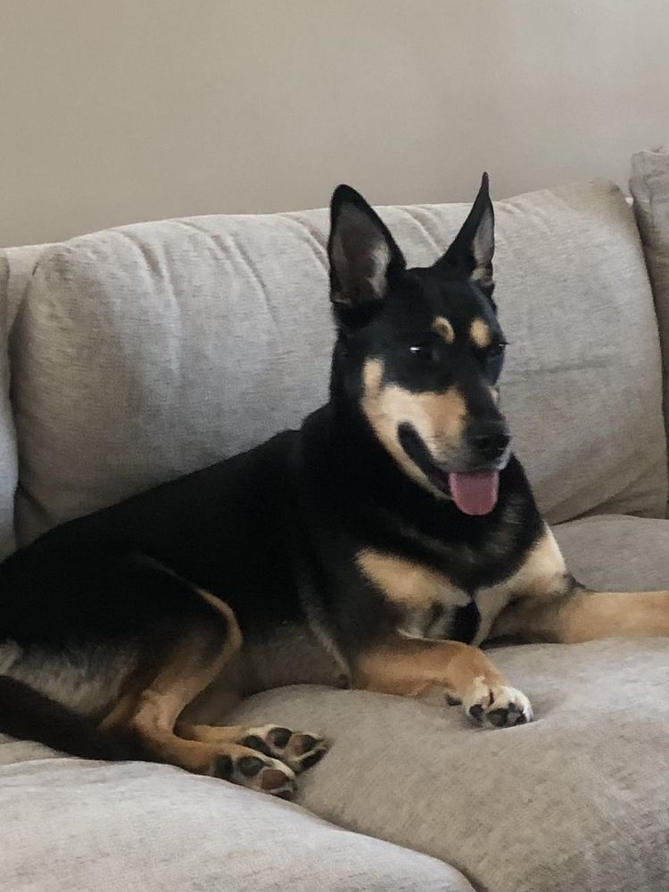 Rover Pet Sitting - pet boarding facility in Albuquerque, NM