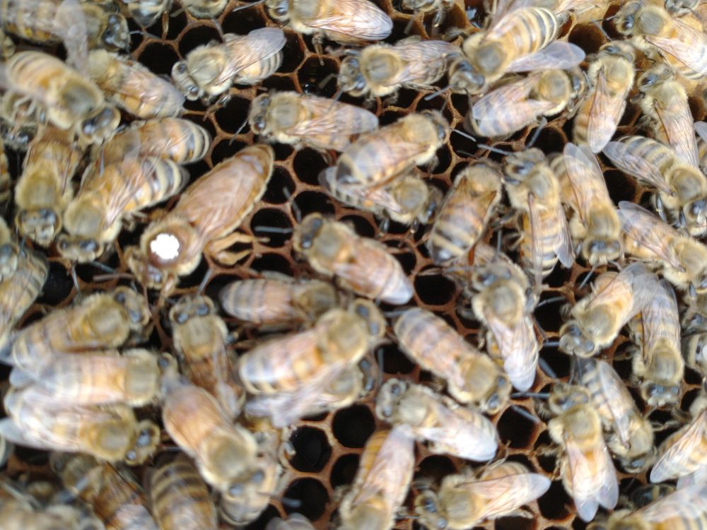 KELLY HOMESTEAD APIARY Updated April 2024 167 Carpenter Hill Rd