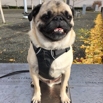 Counterbalance Park - Pugsly!!!!!! - Parks Near Me - Seattle, Washington Counterbalance Park - Pugsly!!!!!! - Parks Near Me - Seattle, Washington