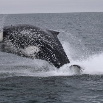 7 Seas Whale Watch - Whale - Whale Watching Tours Near Me - Gloucester, Massachusetts