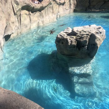 Bearizona - Love the new otters - Zoos Near Me - Williams, Arizona Bearizona - Love the new otters - Zoos Near Me - Williams, Arizona