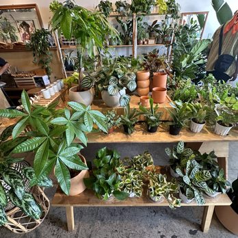 SACHI.LA - Plants - Coffee & Tea Near Me - Los Angeles, California SACHI.LA - Plants - Coffee & Tea Near Me - Los Angeles, California