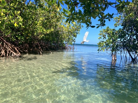 Playa La Jungla by null