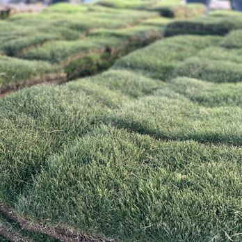 290 Grass - Beautiful Emerald Zoysia! - Lawn Services Near Me - Cypress, Texas