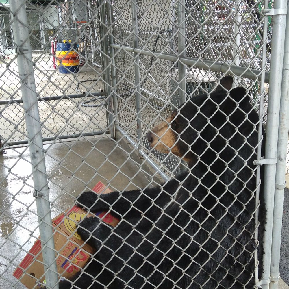 Clark's Trading Post - A bear playing with a cardboard box for animal enrichment - Amusement Parks Near Me - Lincoln, New Hampshire