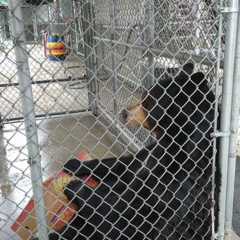 Clark's Trading Post - A bear playing with a cardboard box for animal enrichment - Amusement Parks Near Me - Lincoln, New Hampshire Clark's Trading Post - A bear playing with a cardboard box for animal enrichment - Amusement Parks Near Me - Lincoln, New Hampshire