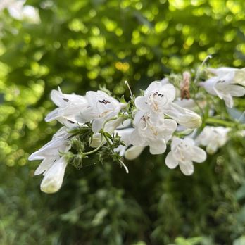 Hollidge Tract - Hiking Near Me - Whitchurch-Stouffville, Ontario