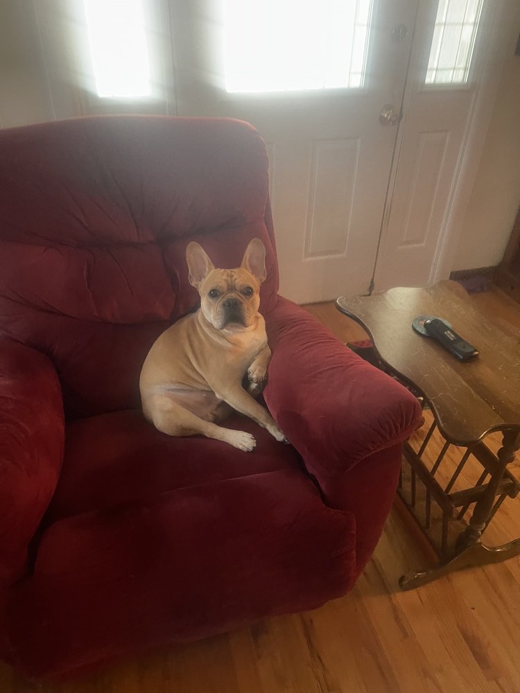 UNLEASHED PAWS Updated June 2024 2569 S Brannon Stand Rd, Dothan