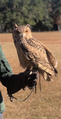 The Avian Conservation Center & Center for Birds of Prey by null