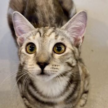 Kona Kat Cafe - Pet Adoption Near Me - Kailua-Kona, Hawaii