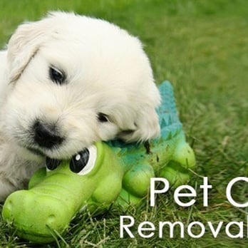 Carpet Cleaning Of Burleson - Carpet Cleaning Near Me - Burleson, Texas Carpet Cleaning Of Burleson - Carpet Cleaning Near Me - Burleson, Texas