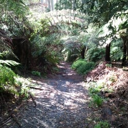 Sassafras Gully Tourist Track