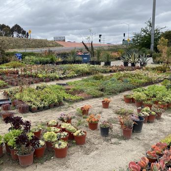 Green Touch Nursery - Nurseries & Gardening Near Me - Bellflower, California Green Touch Nursery - Nurseries & Gardening Near Me - Bellflower, California