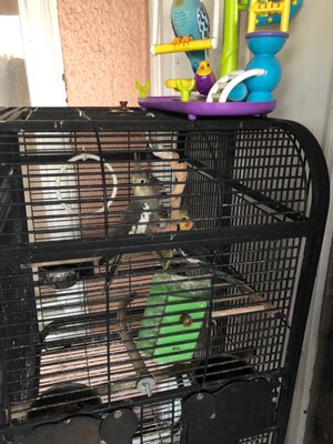 Carol's Pet Center by null