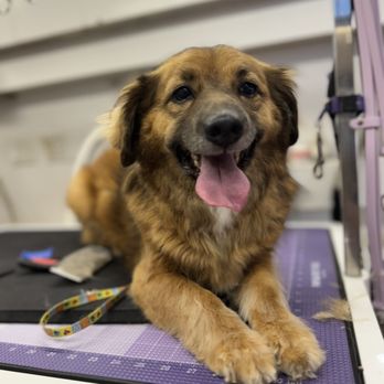 Luxurious Pawz - Pet Groomers Near Me
