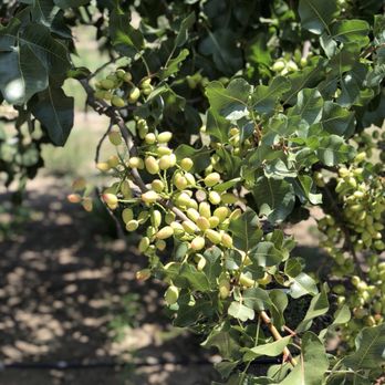 Harris Orchards - Pick Your Own Farms Near Me - Ripon, California