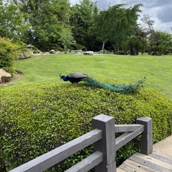 Shinzen Friendship Garden - Peacock