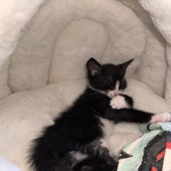 Shoreside Veterinary - Nap time - Veterinarians Near Me - Highlands, New Jersey Shoreside Veterinary - Nap time - Veterinarians Near Me - Highlands, New Jersey
