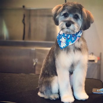 The Polished Pet - Pet Groomers Near Me - Zeeland, Michigan The Polished Pet - Pet Groomers Near Me - Zeeland, Michigan