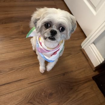 Pet Evolution - Pet Groomers Near Me - Aliso Viejo, California Pet Evolution - Pet Groomers Near Me - Aliso Viejo, California