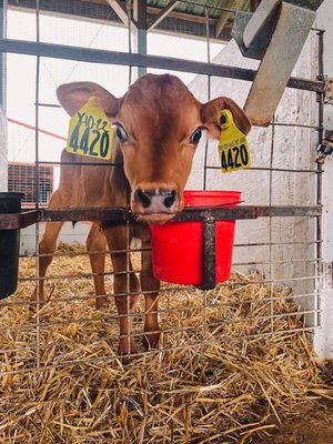 South Mountain Creamery by null