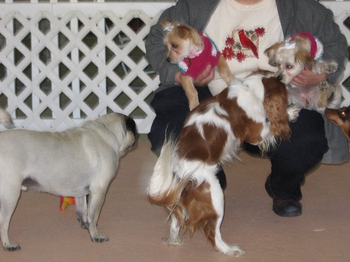 CAMP DOGGIE DAYCARE 680 Sharrotts Rd, Staten Island, New York Pet