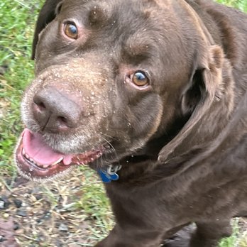 Bark & Wag - Pet Boarding Near Me