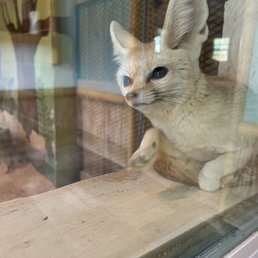 fennec fox fennec fox
