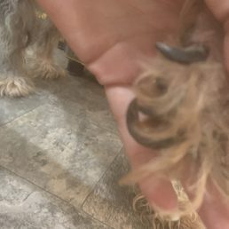 Shawna Abbot thinks dogs can walk on feet like these. Shawna Abbot thinks dogs can walk on feet like these.