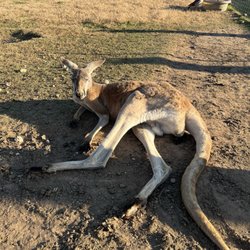 Franklin Drive Thru Safari - Kangaroo