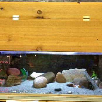 The Reef Aquarium Shop - Extra rare Imperial Flower Loaches for sale $199.00 each. - Aquarium Services Near Me - Indianapolis, Indiana