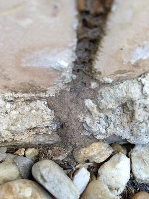 Integra Termite & Pest Control